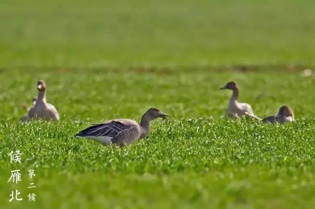 milan米兰app官网