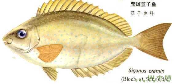 milan米兰app官网