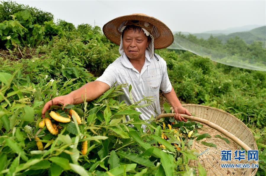 milan米兰app官网