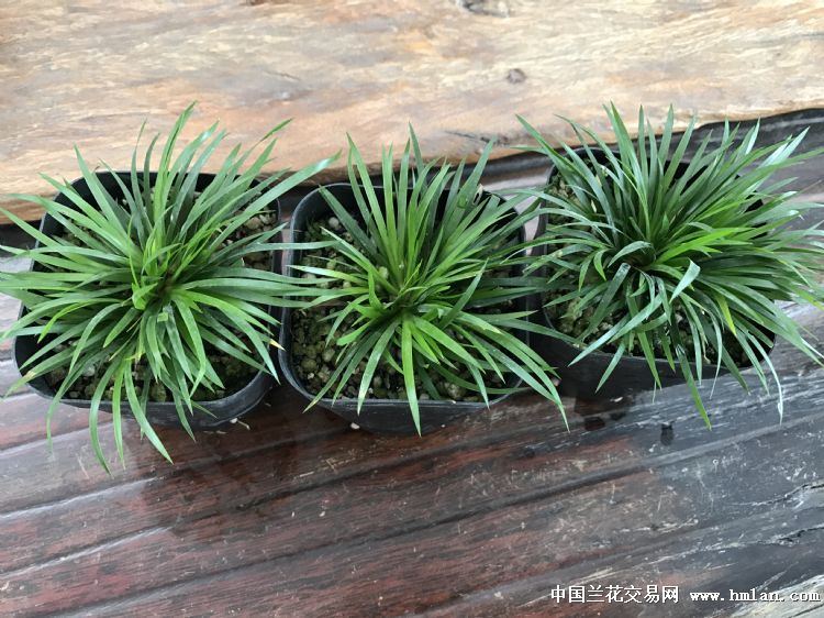 天天酷跑不删档限量测试开启 丰厚礼包等你拿|米兰官方网站(图4) milan米兰app官网