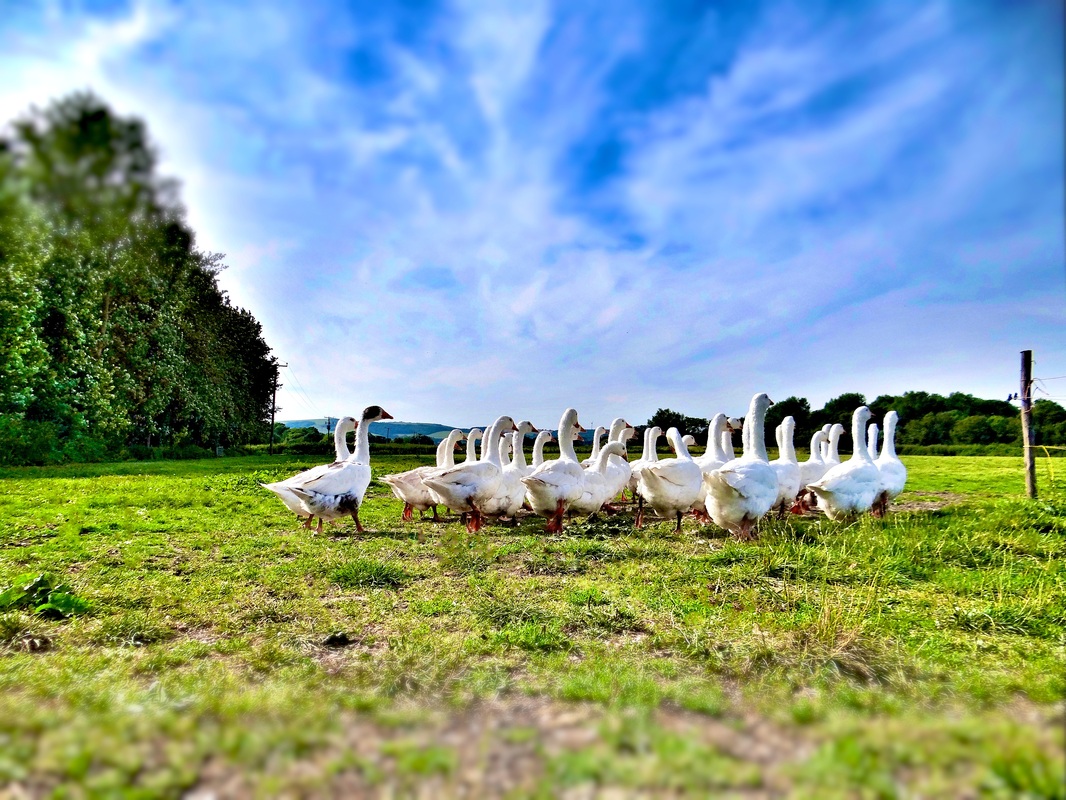 milan米兰app官网