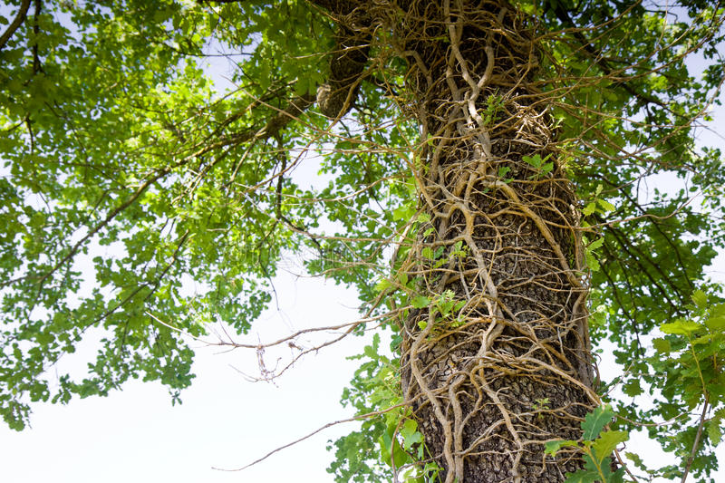 milan米兰app官网