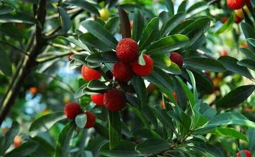 milan米兰app官网