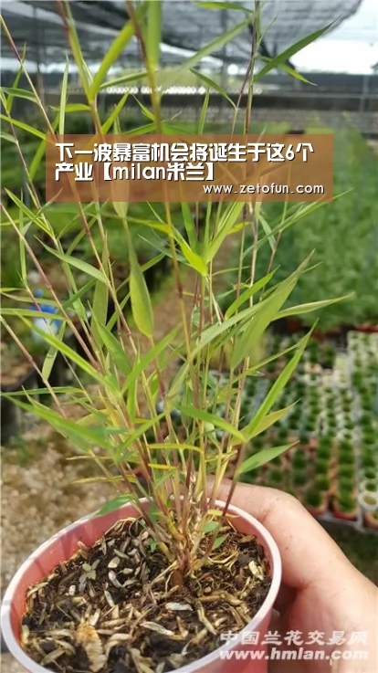 milan米兰